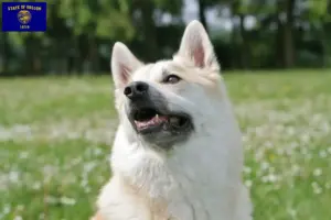 Read more about the article Norwegian Buhund breeder and puppies in Oregon