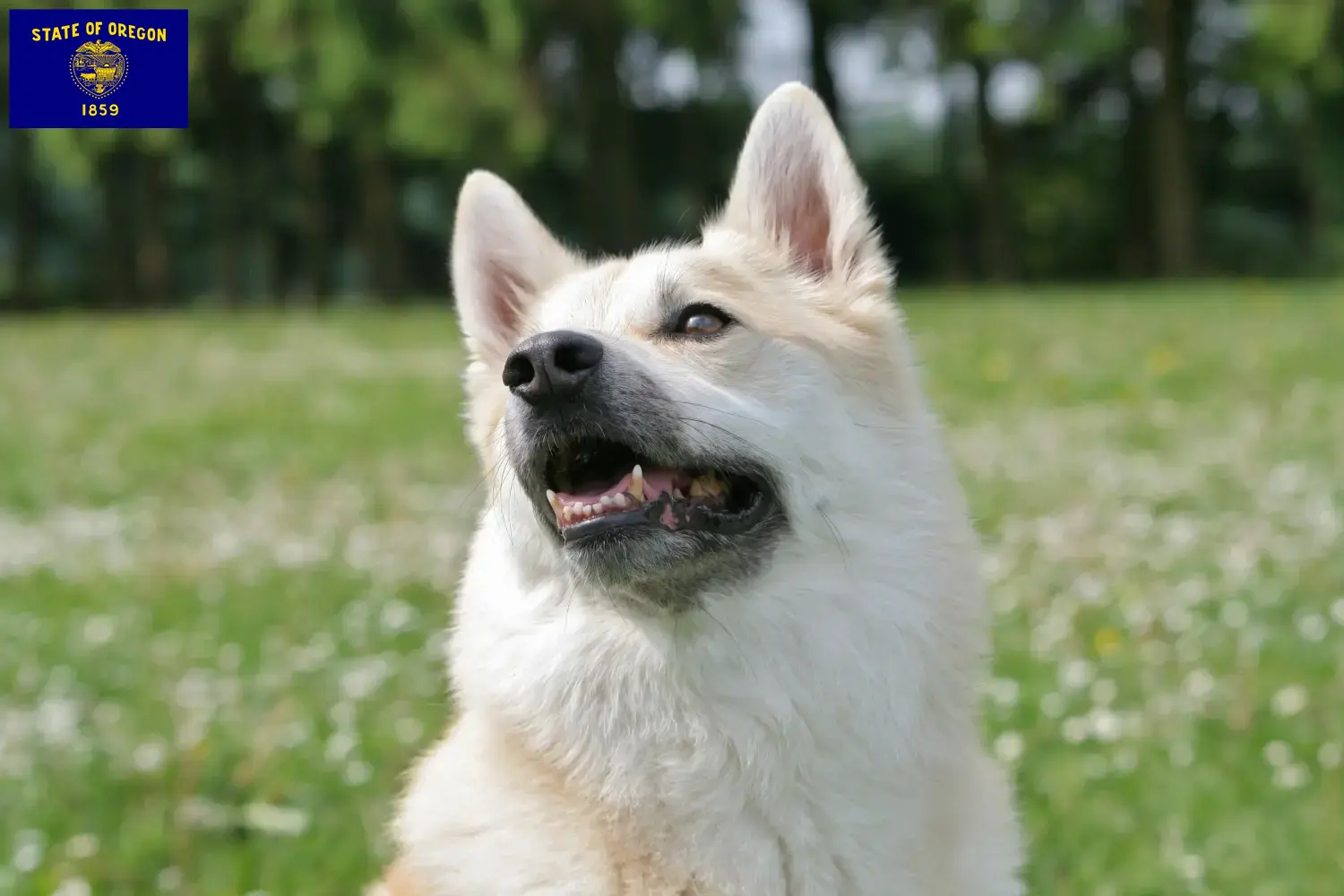 Norwegian Buhund puppies and breeder Oregon Find Norwegian Buhunde breeders in Oregon here.