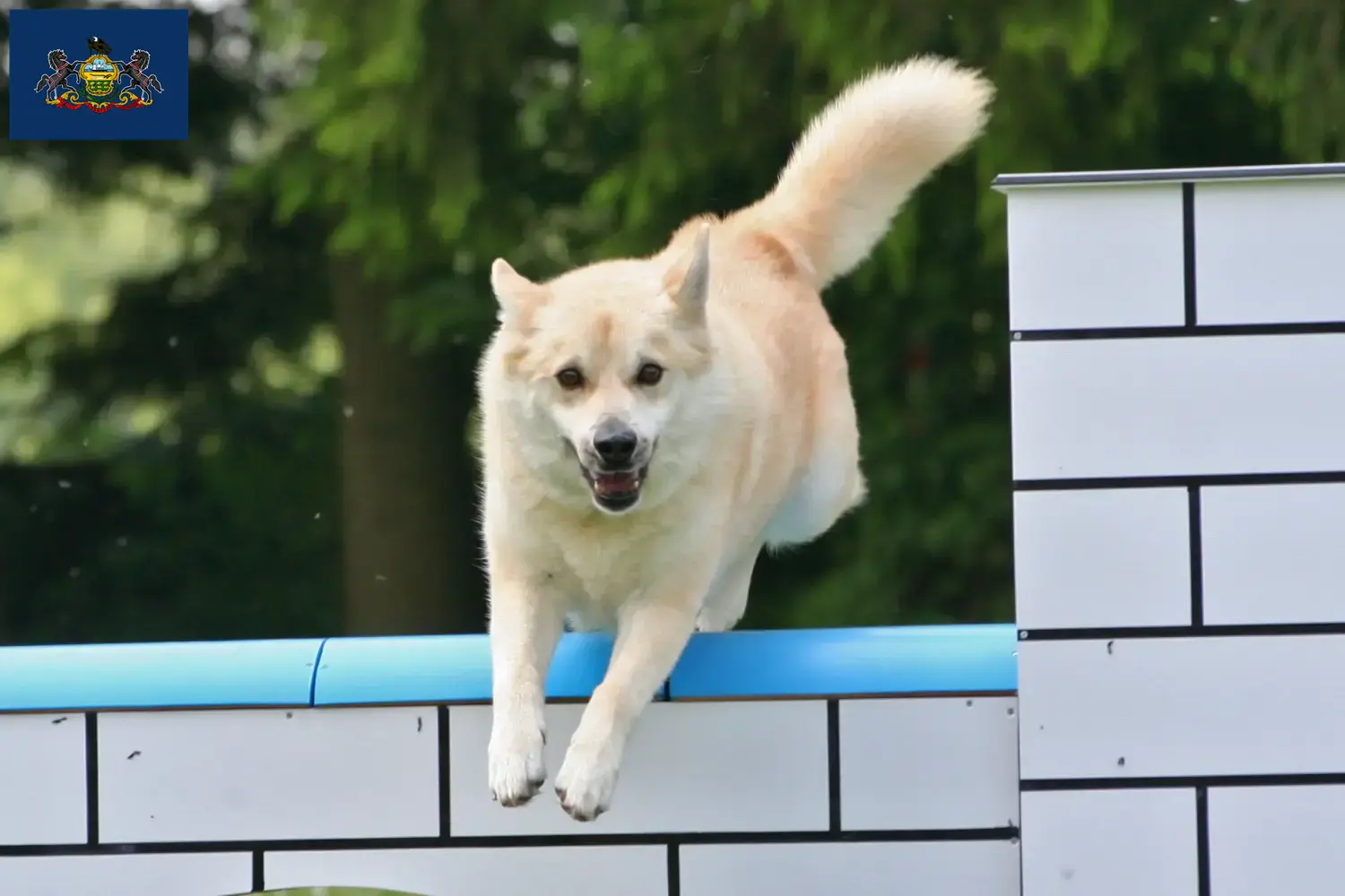 Norwegian Buhund puppies and breeders Pennsylvania Find Norwegian Buhunde breeders in Pennsylvania here.