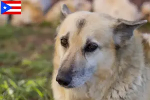 Read more about the article Norwegian Buhund breeder and puppies in Puerto Rico