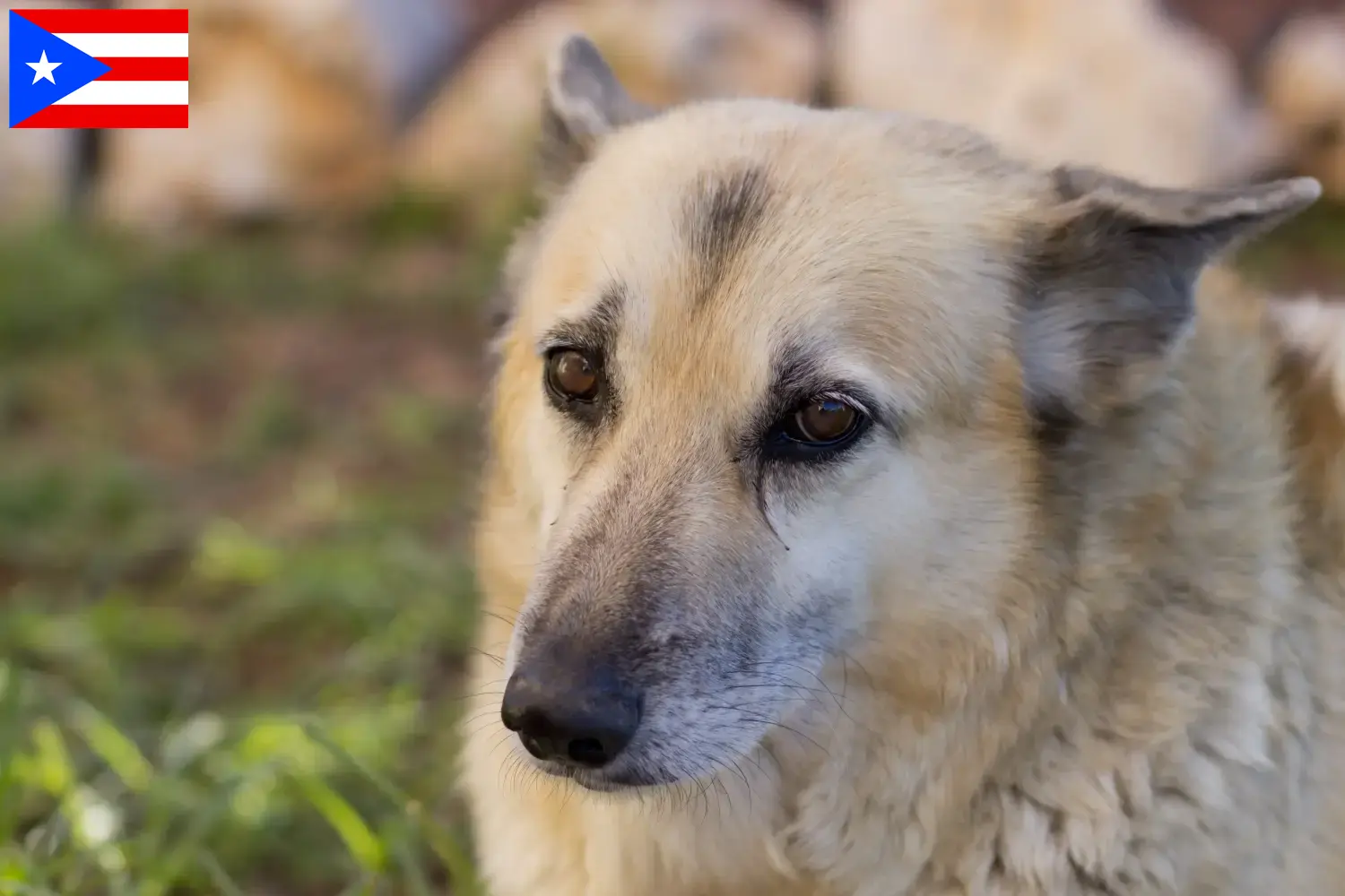 Norwegian Buhund puppies and breeder Puerto Rico Find Norwegian Buhunde breeders in Puerto Rico here.