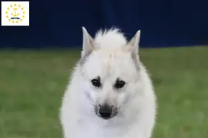 Read more about the article Norwegian Buhund breeder and puppies in Rhode Island