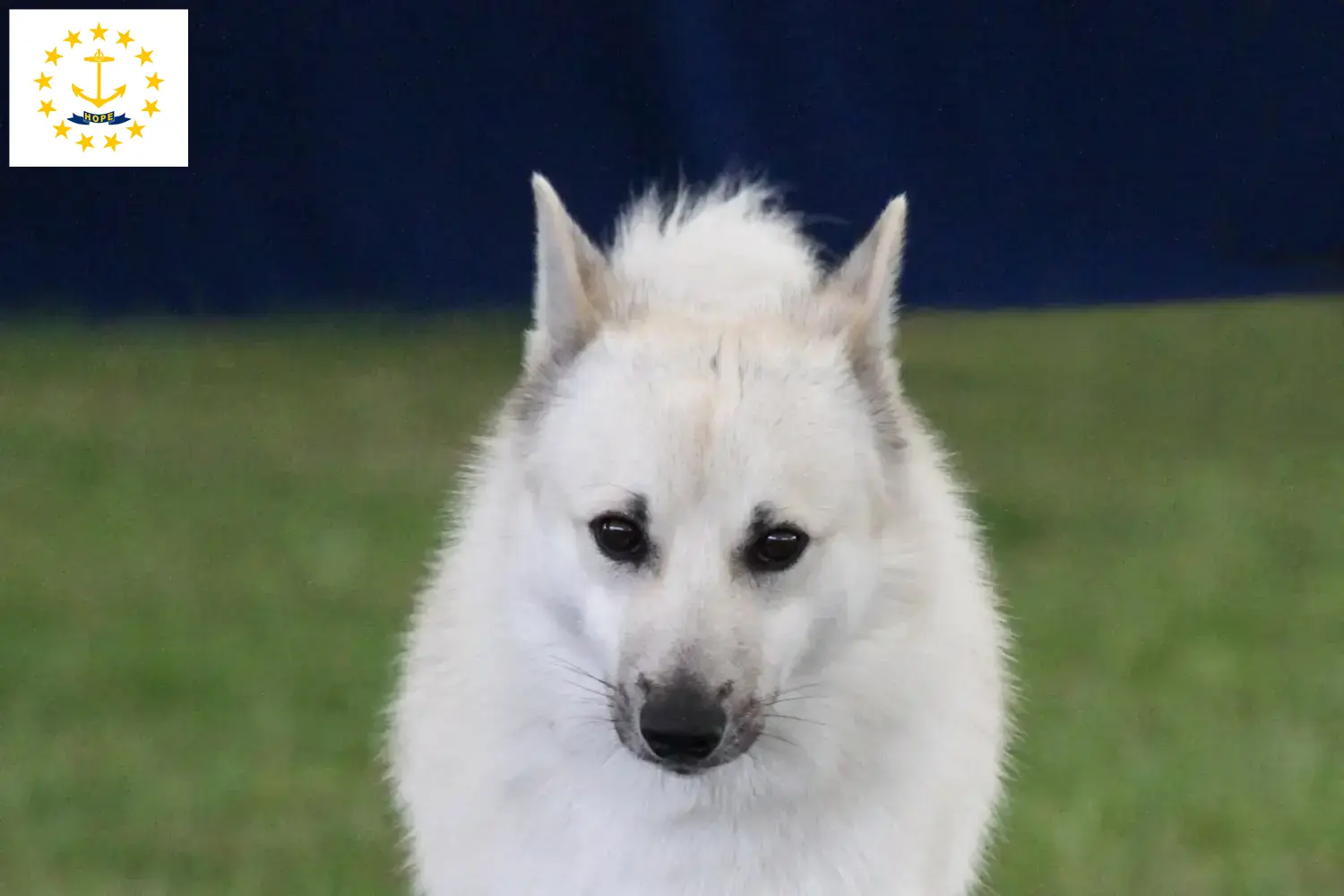 Norwegian Buhund puppies and breeders Rhode Island Find Norwegian Buhunde breeders in Rhode Island here.