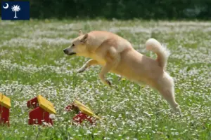 Read more about the article Norwegian Buhund breeder and puppies in South Carolina
