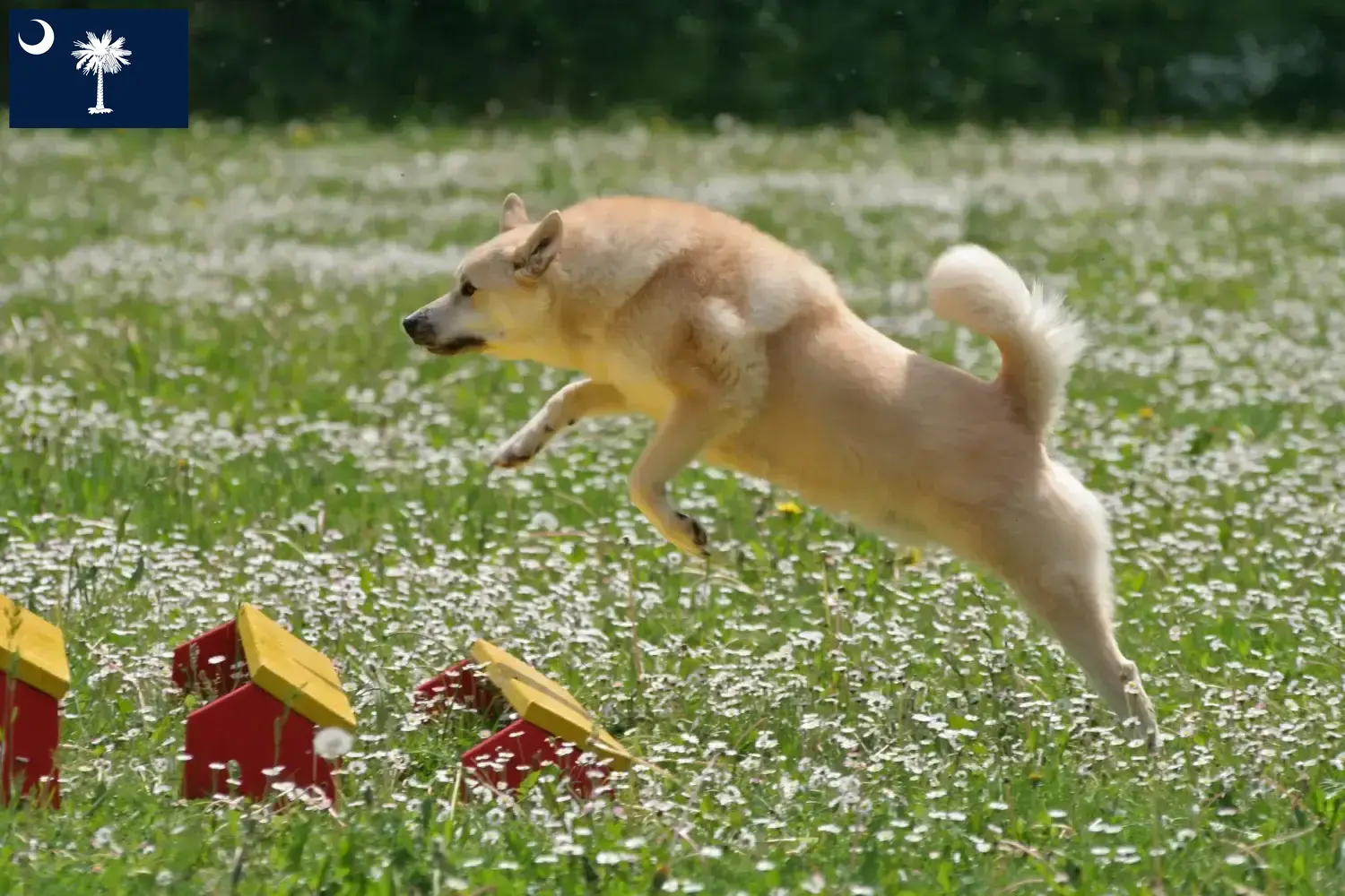 Norwegian Buhund puppies and breeders South Carolina Find Norwegian Buhunde breeders in South Carolina.