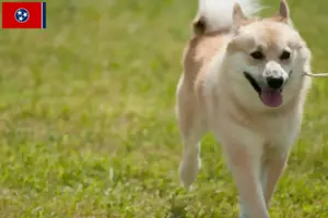 Read more about the article Norwegian Buhund breeder and puppies in Tennessee