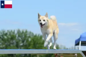 Read more about the article Norwegian Buhund breeder and puppies in Texas