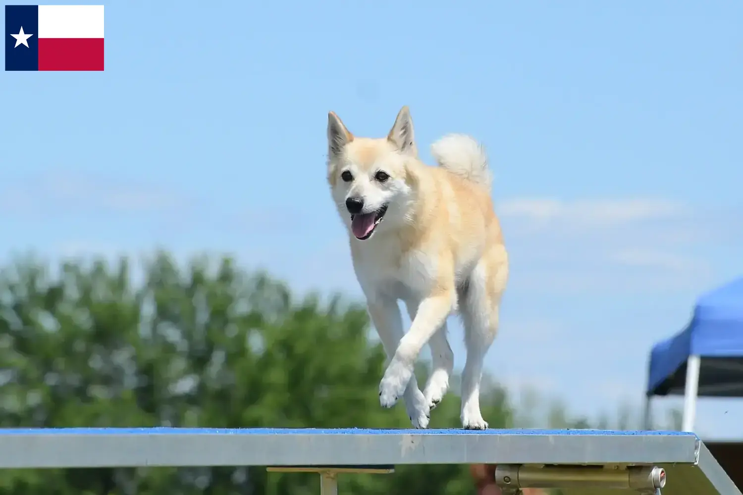 Norwegian Buhund puppies and breeders Texas Find Norwegian Buhunde breeders in Texas here.