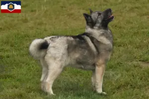 Read more about the article Norwegian Buhund breeder and puppies in Utah