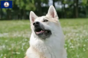 Read more about the article Norwegian Buhund breeder and puppies in Virginia