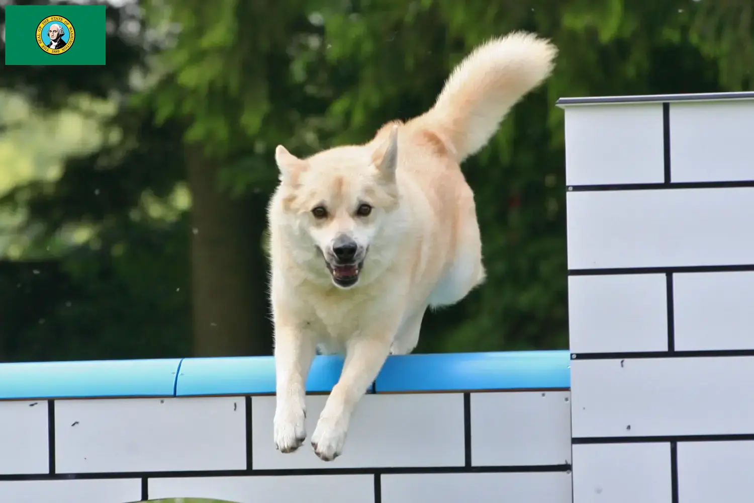 Norwegian Buhund puppies and breeders Washington Find Norwegian Buhunde breeders in Washington here.