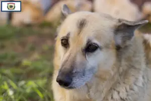 Read more about the article Norwegian Buhund breeder and puppies in West Virginia