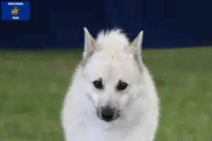 Read more about the article Norwegian Buhund breeder and puppies in Wisconsin