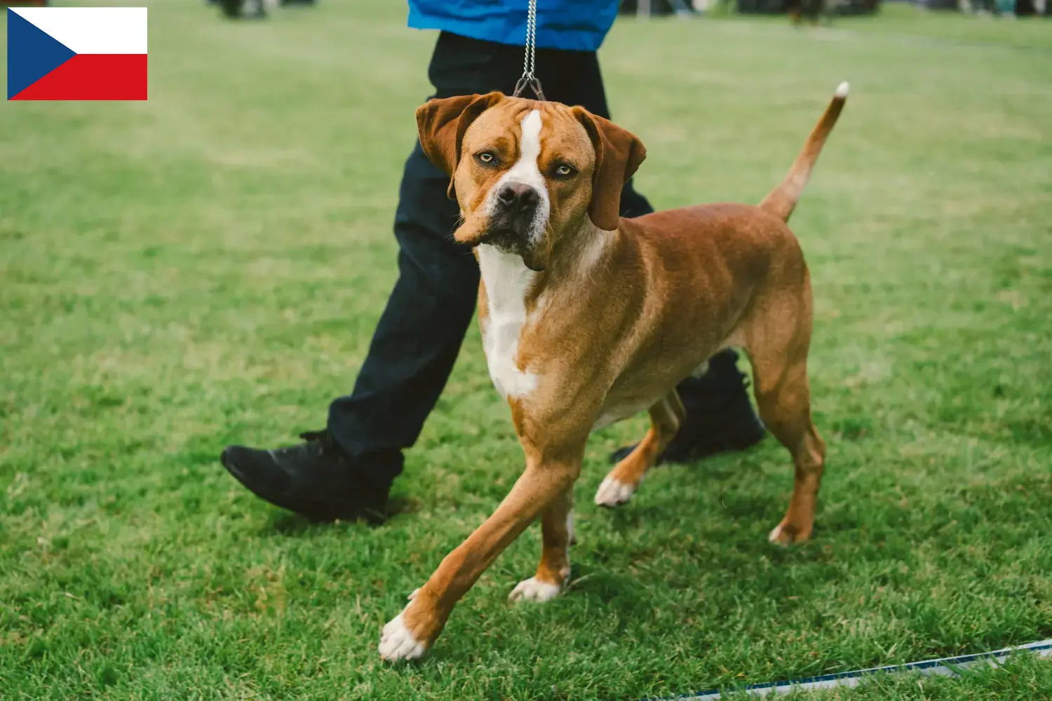 Read more about the article Perdigueiro Português breeders and puppies in Czech Republic