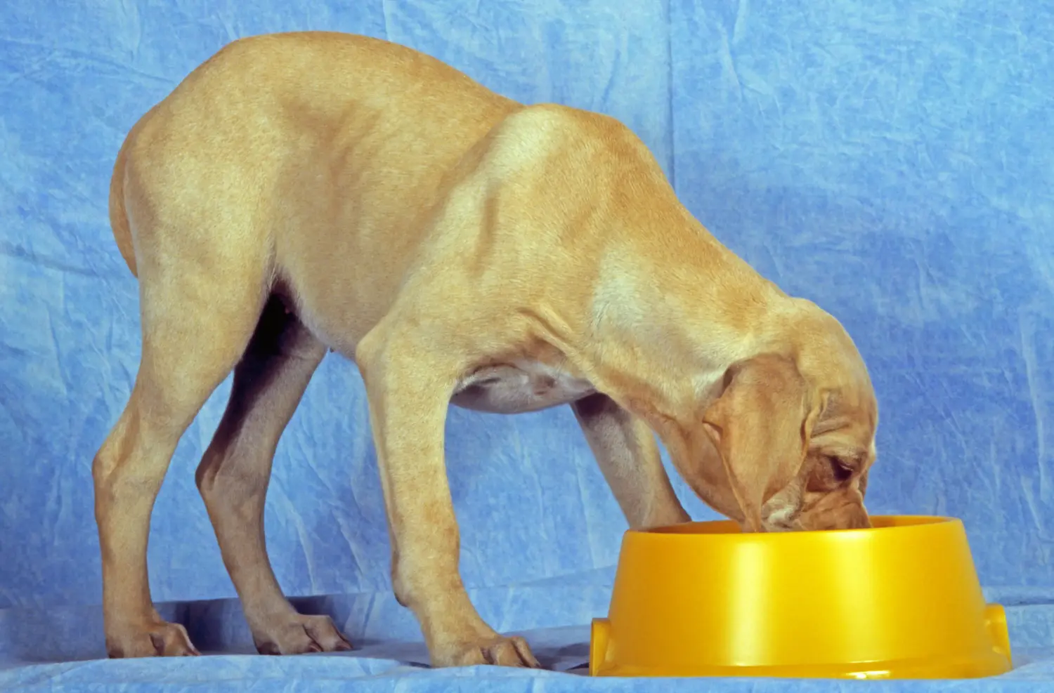 Buying a Perdigueiro Português puppy means taking responsibility! Buy Perdigueiro Português puppies.