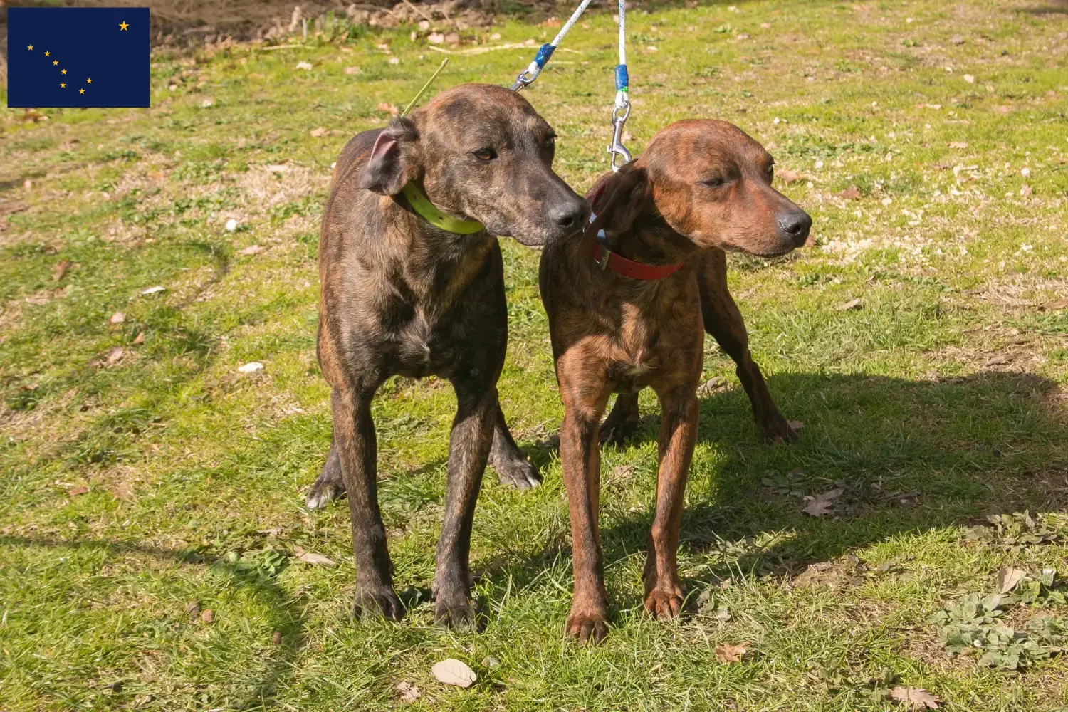 Read more about the article Segugio Maremmano breeders and puppies in Alaska