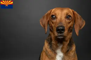 Read more about the article Segugio Maremmano breeders and puppies in Arizona