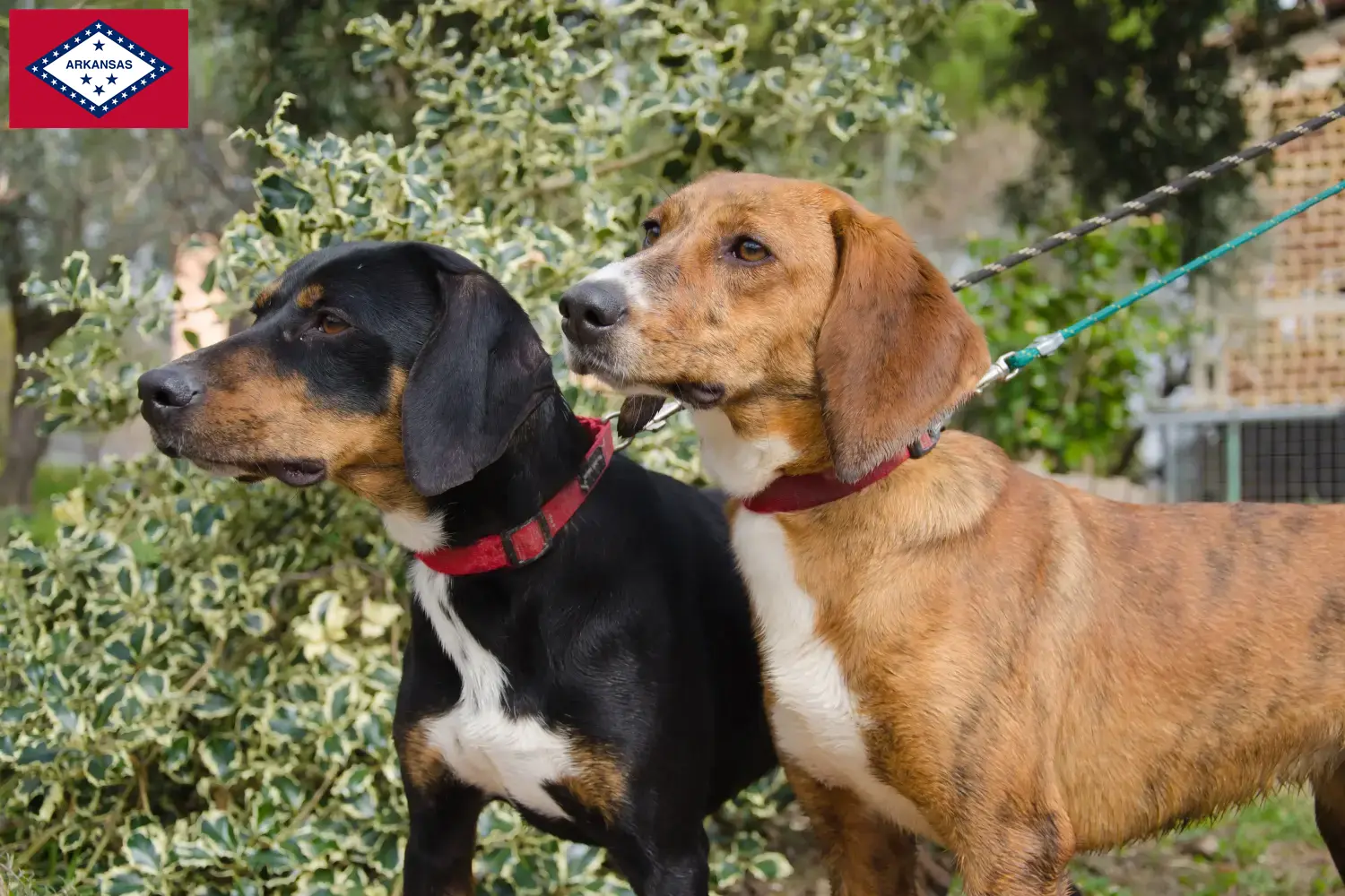 Segugio Maremmano puppies and breeders Arkansas Here you can find Segugio Maremmanos breeders in Arkansas.