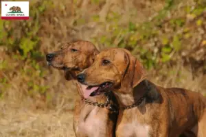 Read more about the article Segugio Maremmano breeders and puppies in California
