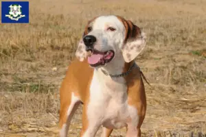 Read more about the article Segugio Maremmano breeders and puppies in Connecticut