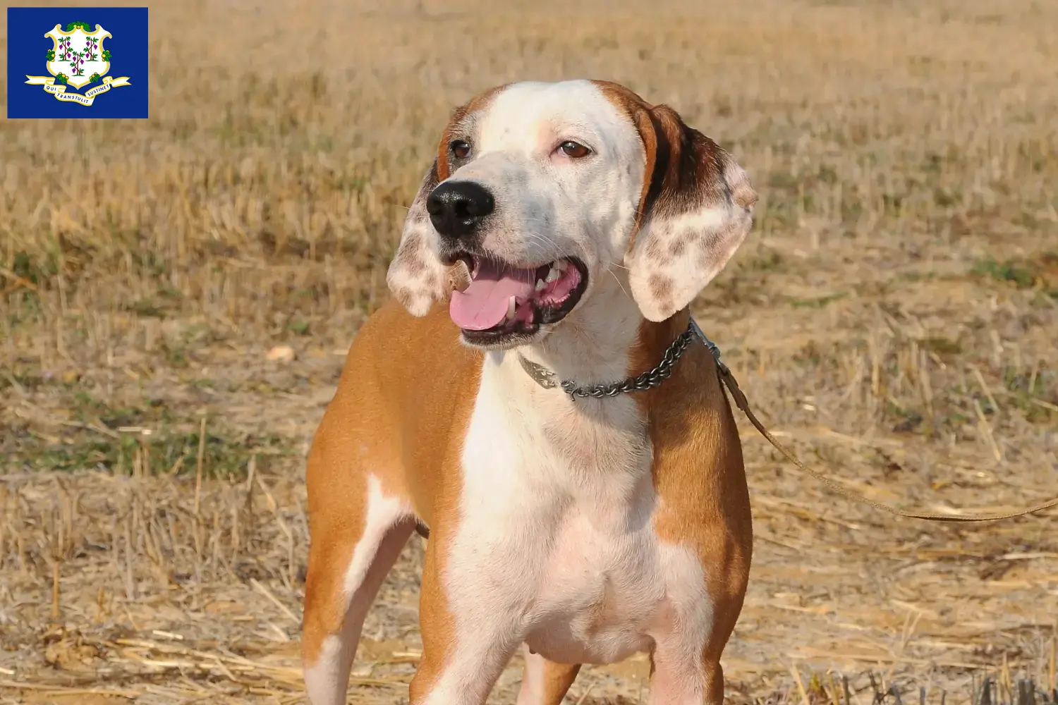 Segugio Maremmano puppies and breeders Connecticut Find Segugio Maremmanos breeders in Connecticut.