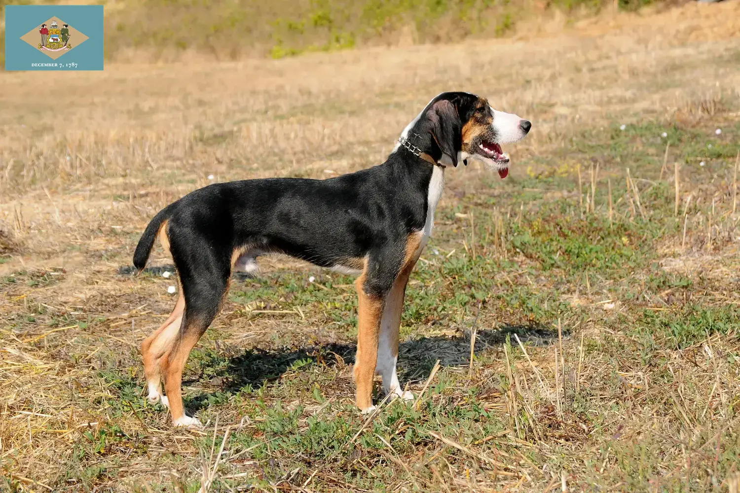 Segugio Maremmano puppies and breeders Delaware Find Segugio Maremmanos breeders in Delaware.