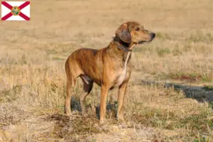 Read more about the article Segugio Maremmano breeders and puppies in Florida