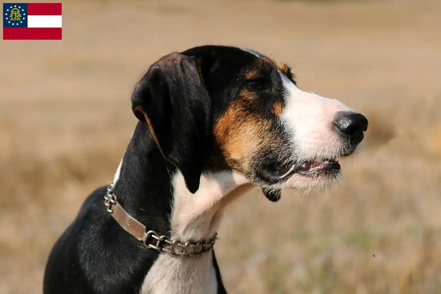 Segugio Maremmano puppies and breeders Georgia Here you can find Segugio Maremmanos breeders in Georgia.