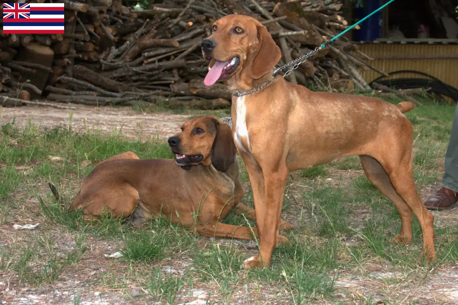 Segugio Maremmano puppies and breeders Hawaii Here you can find Segugio Maremmanos breeders in Hawaii.