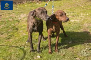 Read more about the article Segugio Maremmano breeders and puppies in Idaho