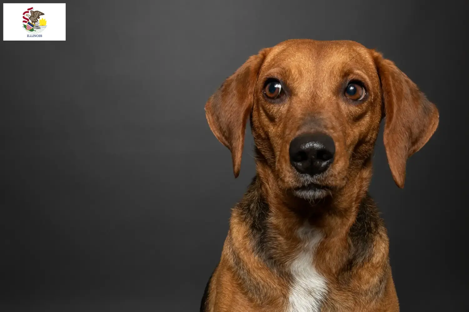 Read more about the article Segugio Maremmano breeders and puppies in Illinois