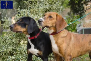 Read more about the article Segugio Maremmano breeders and puppies in Indiana