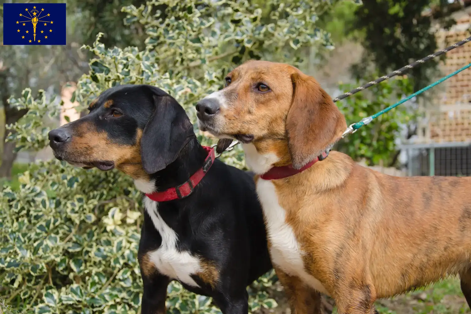 Segugio Maremmano puppies and breeders Indiana Find Segugio Maremmanos breeders in Indiana.