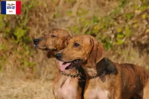 Read more about the article Segugio Maremmano breeders and puppies in Iowa