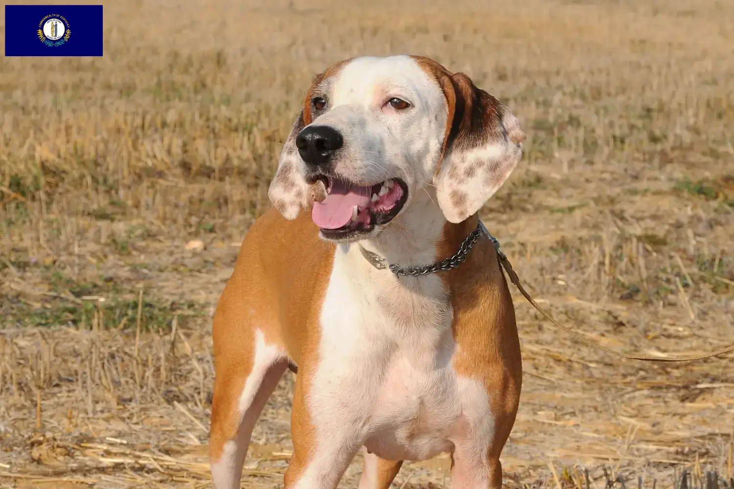 Segugio Maremmano puppies and breeders Kentucky Here you can find Segugio Maremmanos breeders in Kentucky.