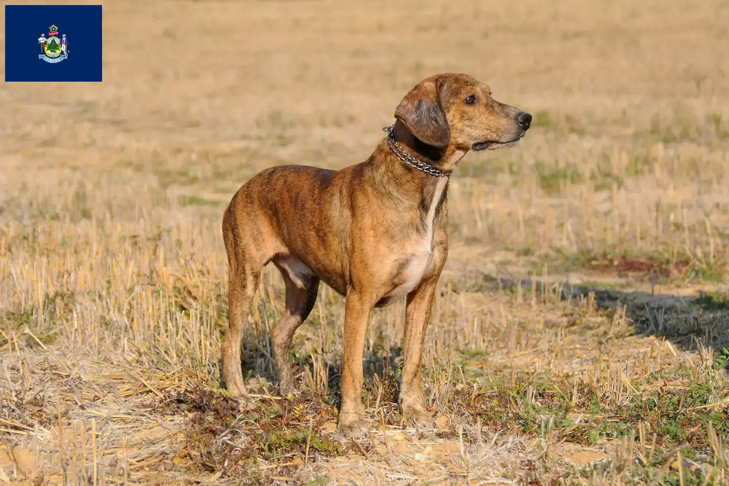 Segugio Maremmano puppies and breeders Maine Find Segugio Maremmanos breeders in Maine here.