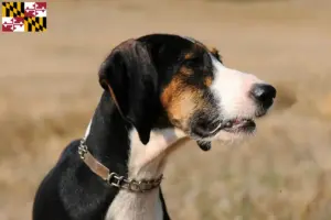 Read more about the article Segugio Maremmano breeders and puppies in Maryland