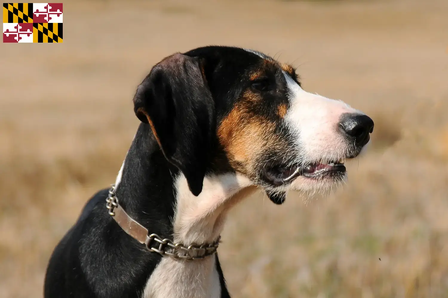 Segugio Maremmano puppies and breeder Maryland Find Segugio Maremmanos breeders in Maryland.