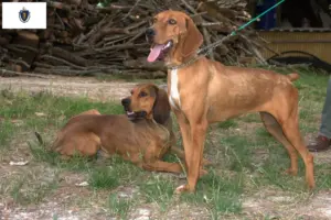 Read more about the article Segugio Maremmano breeders and puppies in Massachusetts