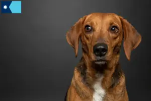 Read more about the article Segugio Maremmano breeders and puppies in Minnesota