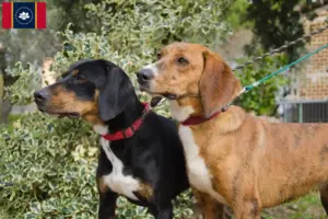 Read more about the article Segugio Maremmano breeders and puppies in Mississippi