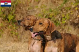 Read more about the article Segugio Maremmano breeders and puppies in Missouri