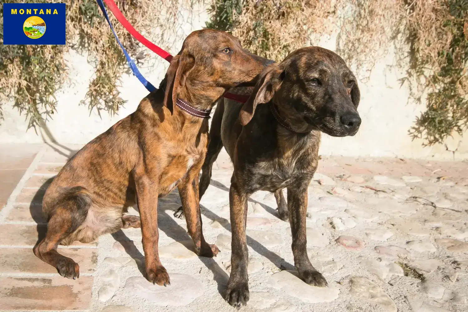 Segugio Maremmano puppies and breeders Montana Find Segugio Maremmanos breeders in Montana.