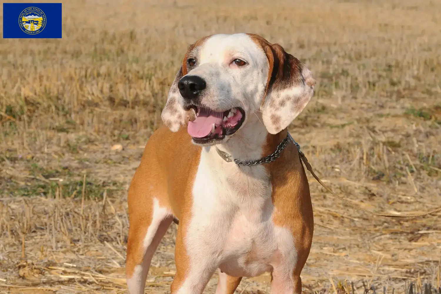 Segugio Maremmano puppies and breeders Nebraska Find Segugio Maremmanos breeders in Nebraska.