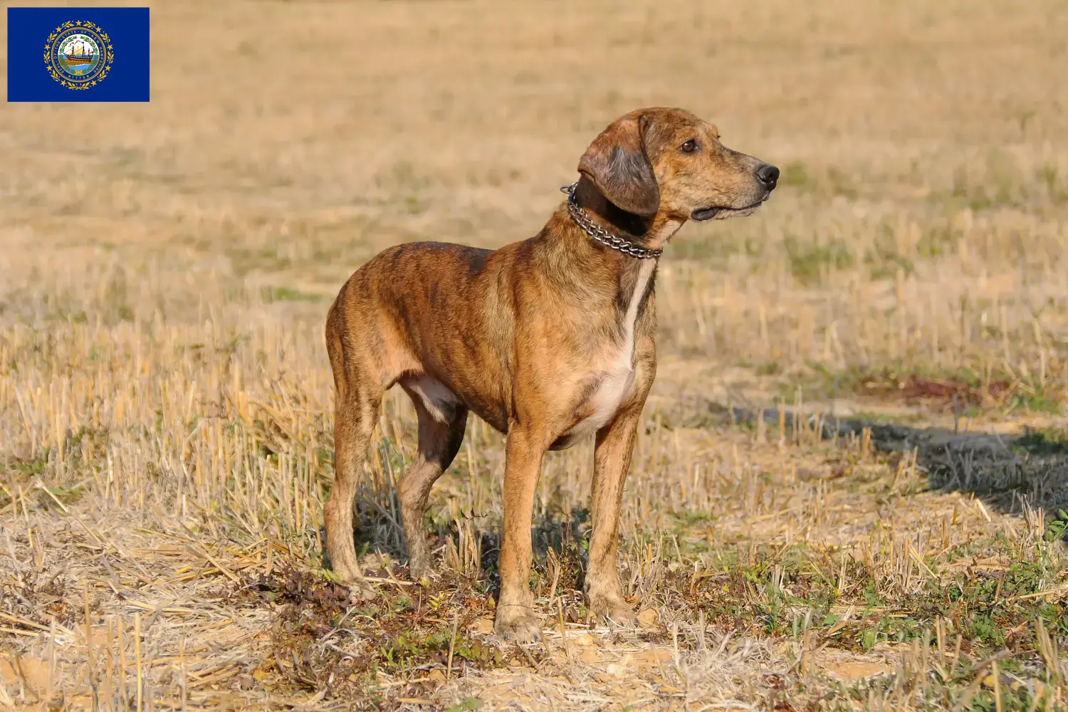 Read more about the article Segugio Maremmano breeders and puppies in New Hampshire