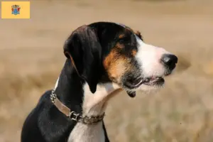 Read more about the article Segugio Maremmano breeders and puppies in New Jersey