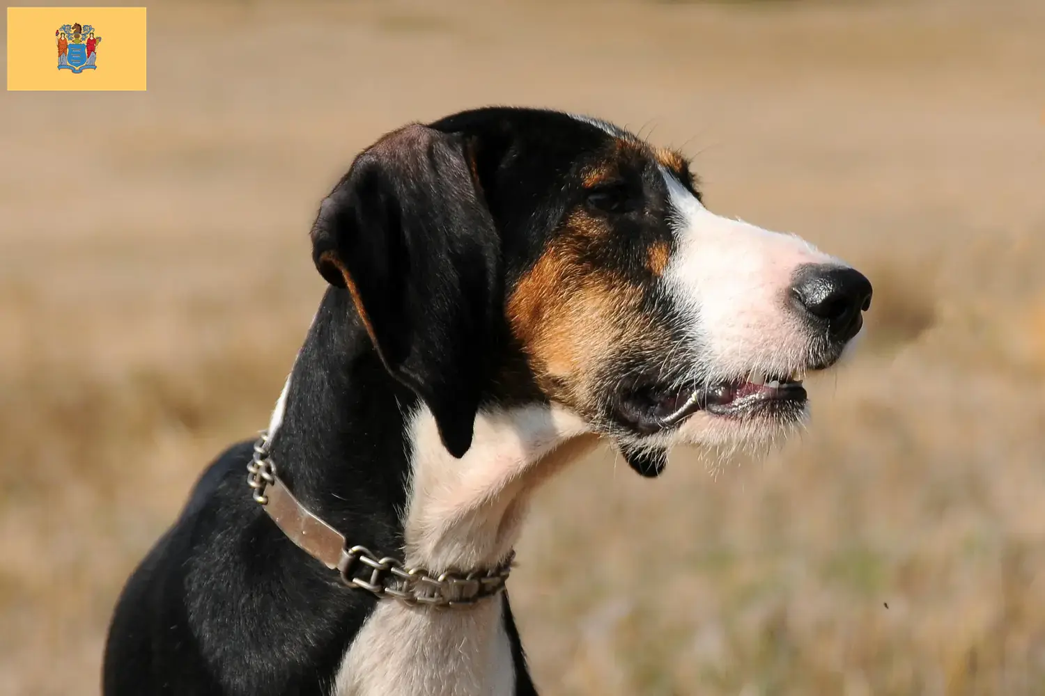 Segugio Maremmano puppies and breeders New Jersey Find Segugio Maremmanos breeders in New Jersey.