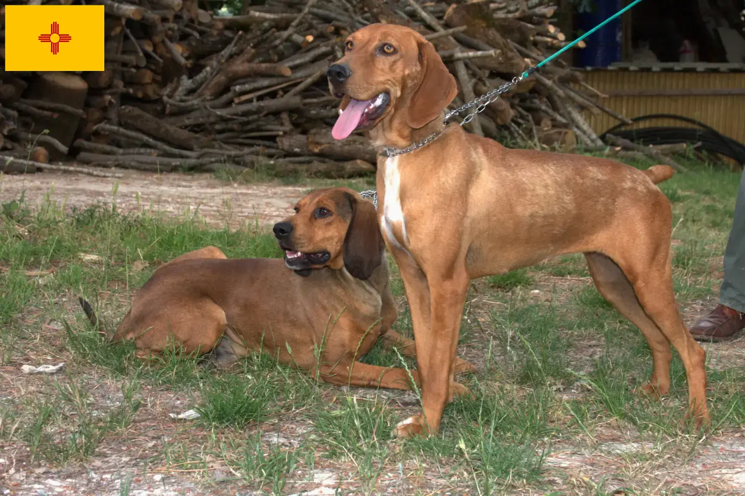 Segugio Maremmano puppies and breeders New Mexico Find Segugio Maremmanos breeders in New Mexico.