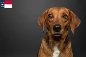 Read more about the article Segugio Maremmano breeders and puppies in North Carolina