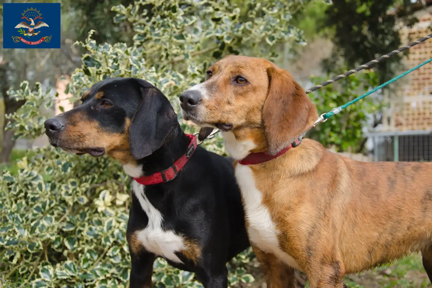 Read more about the article Segugio Maremmano breeders and puppies in North Dakota